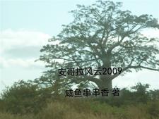安哥拉是谁